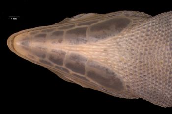 Media type: image;   Herpetology R-46951 Aspect: head ventral